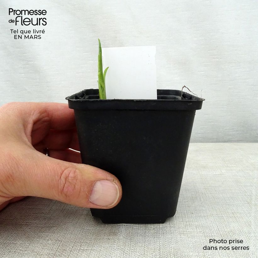 Spécimen de Hosta So Sweet en godet de 9 cm tel que livré au printemps