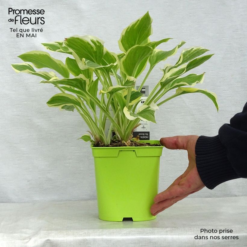 Spécimen de Hosta So Sweet en pot de 2 litres tel que livré au printemps
