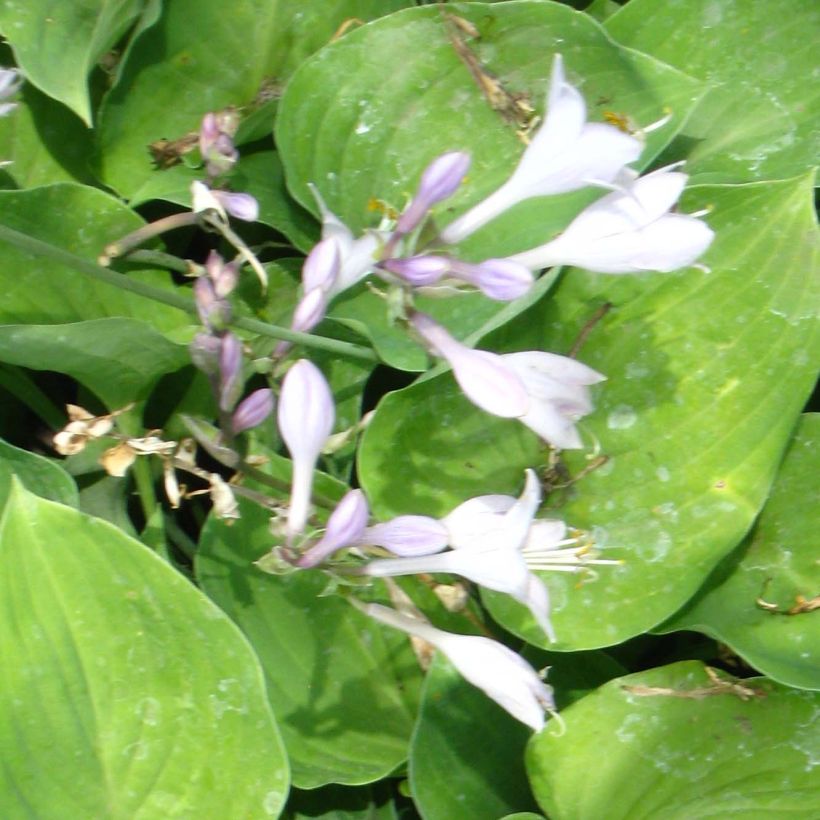 Hosta Special Gift (Floraison)