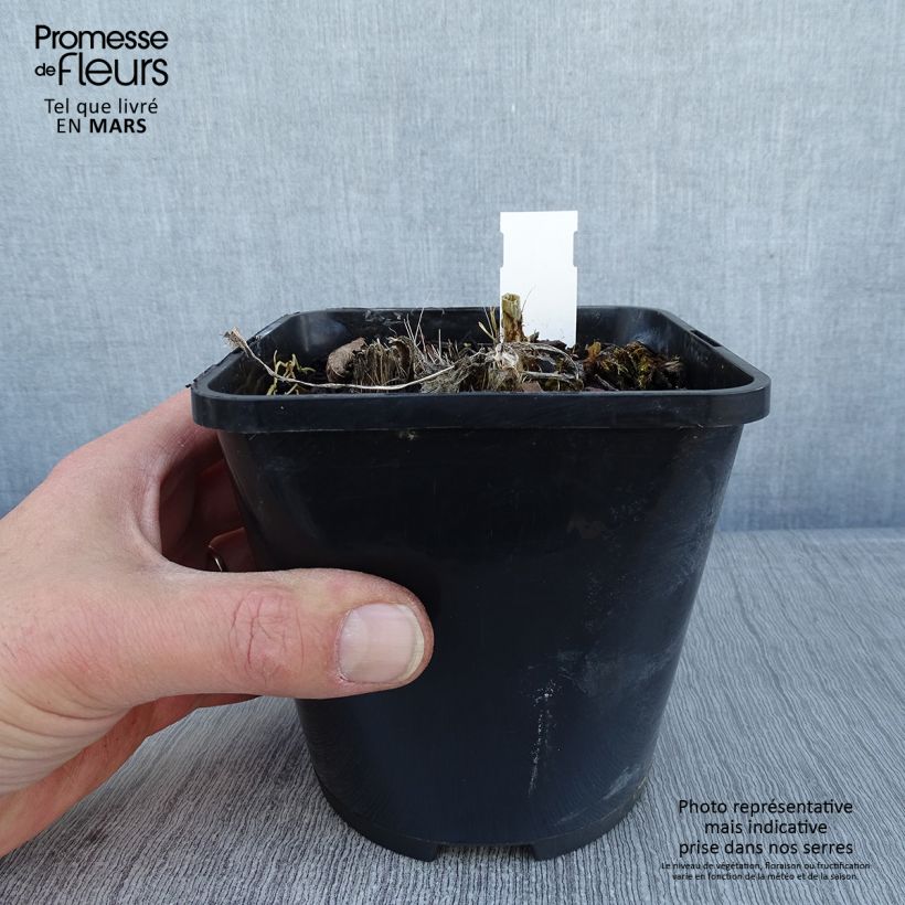 Spécimen de Hosta Spritzer tel que livré en hiver