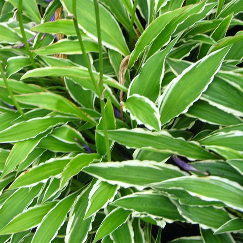 Hosta Stiletto (Feuillage)