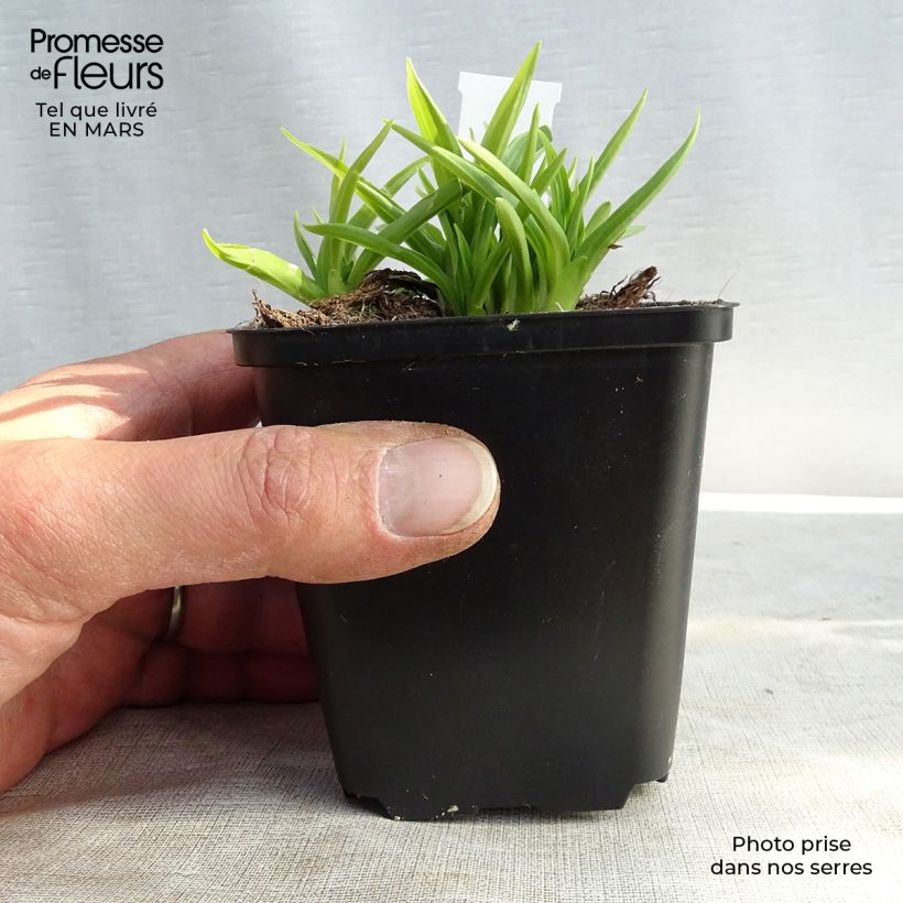 Spécimen de Hosta Stiletto Godet de 9cm tel que livré au printemps