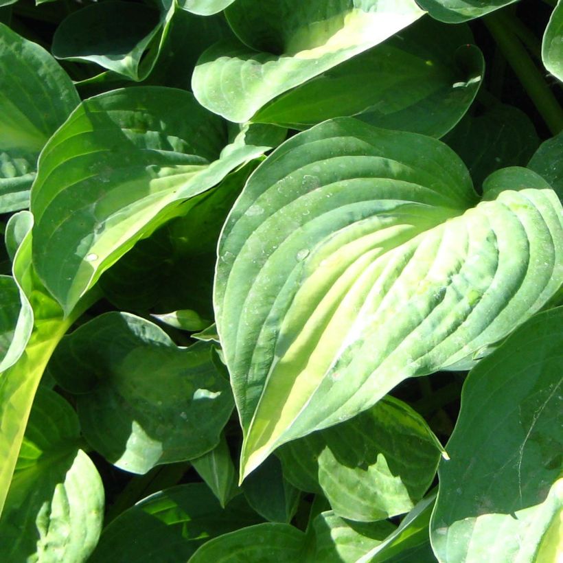 Hosta Striptease (Feuillage)