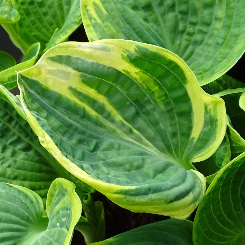 Hosta Sugar Daddy (Feuillage)