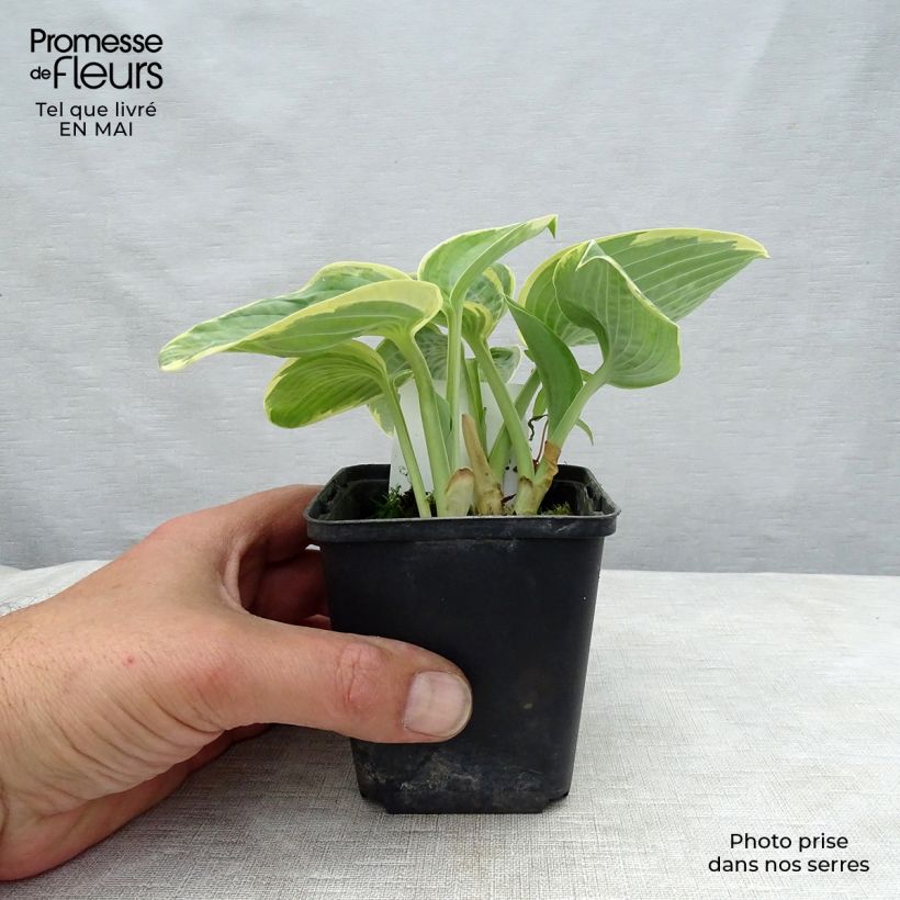 Spécimen de Hosta Sugar Daddy Godet de 9cm tel que livré au printemps