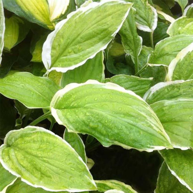 Hosta Sugar and Cream (Feuillage)