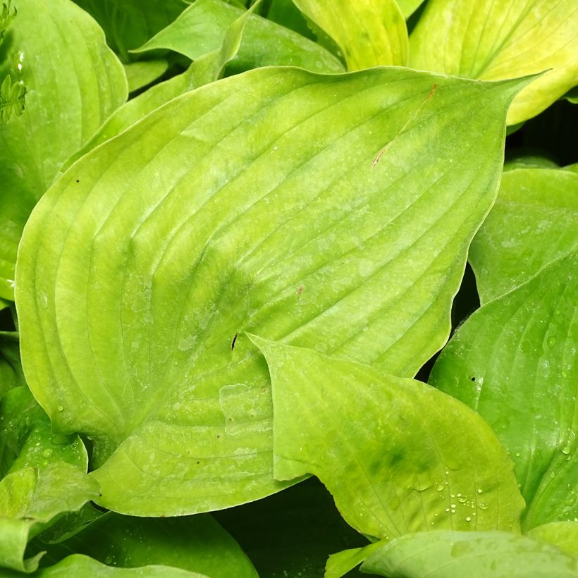 Hosta Sum and Substance (Feuillage)