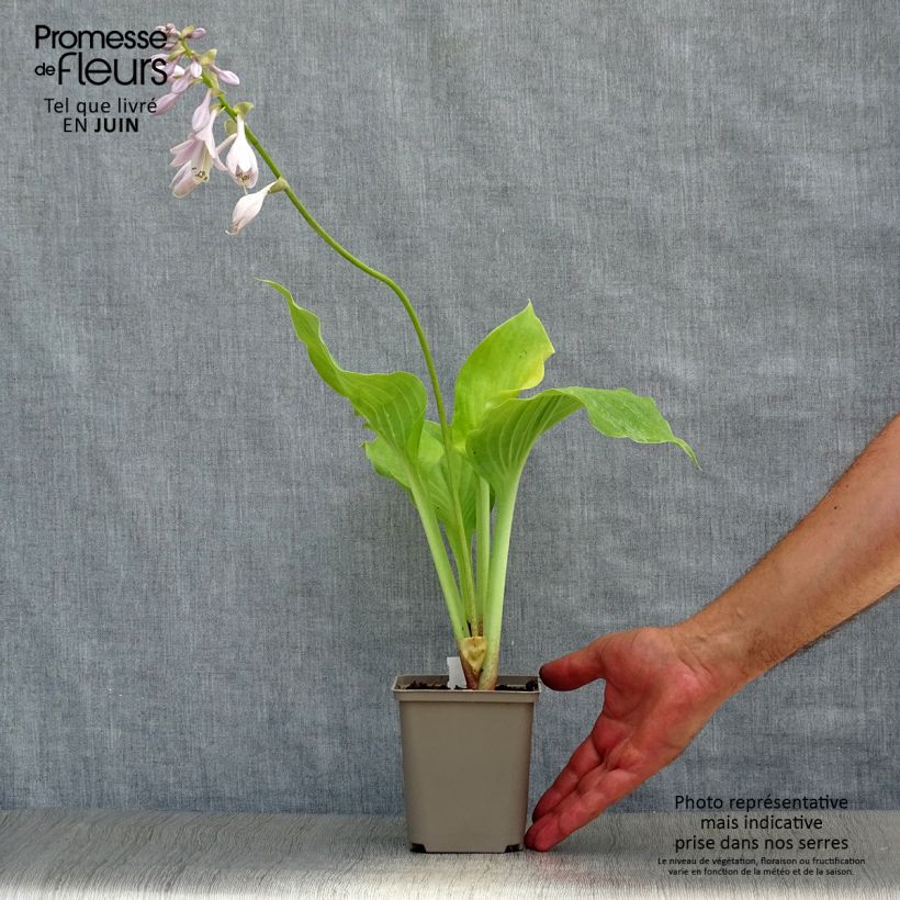 Spécimen de Hosta Sum and Substance Godet de 8/9 cm tel que livré en été