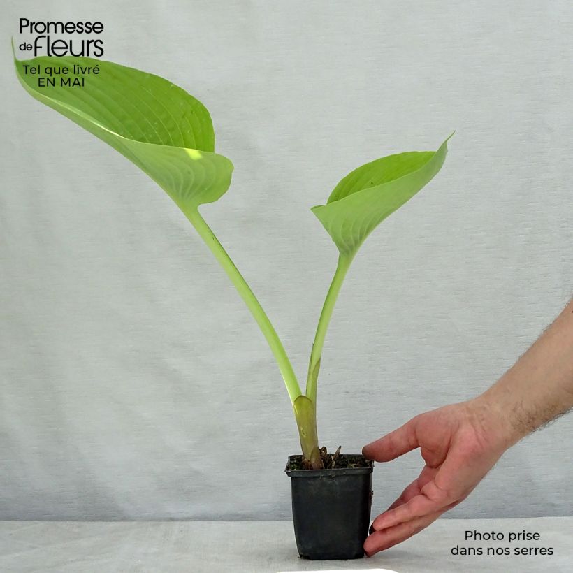 Spécimen de Hosta Sum and Substance en godet de 9 cm tel que livré au printemps