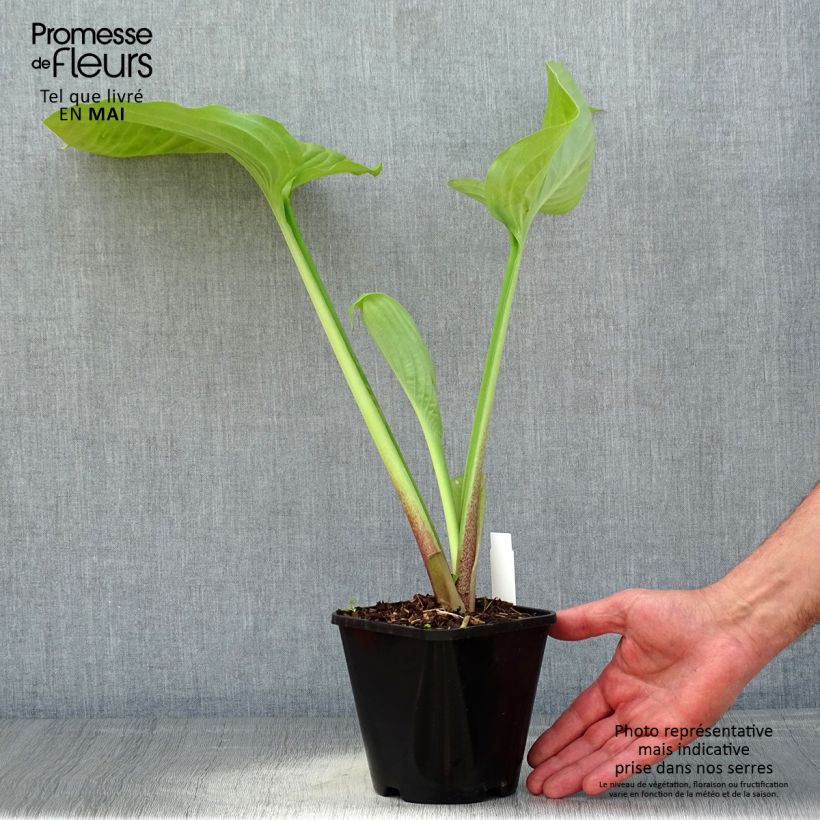 Spécimen de Hosta Sum and Substance en pot de 2 litres tel que livré au printemps