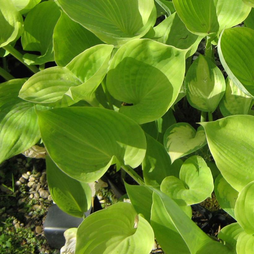 Hosta Sum of All (Feuillage)