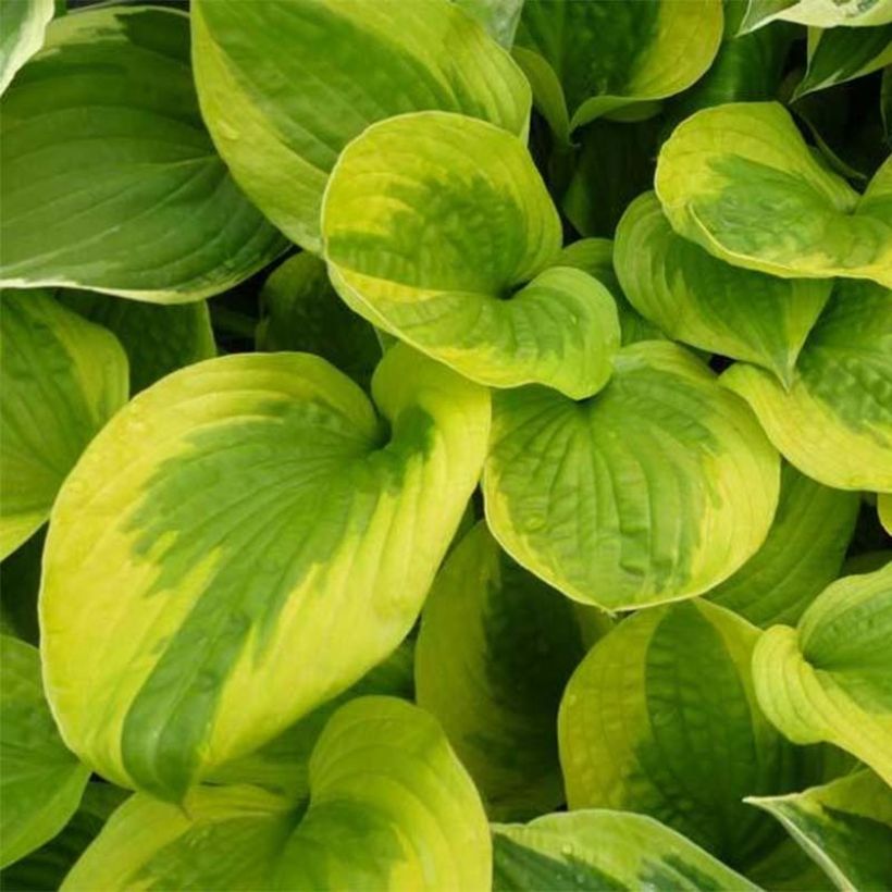 Hosta Summer Breeze (Feuillage)