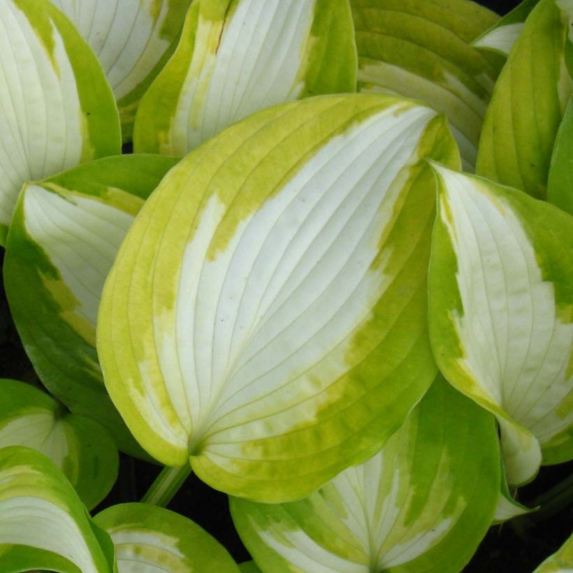 Hosta Summer Music (Feuillage)