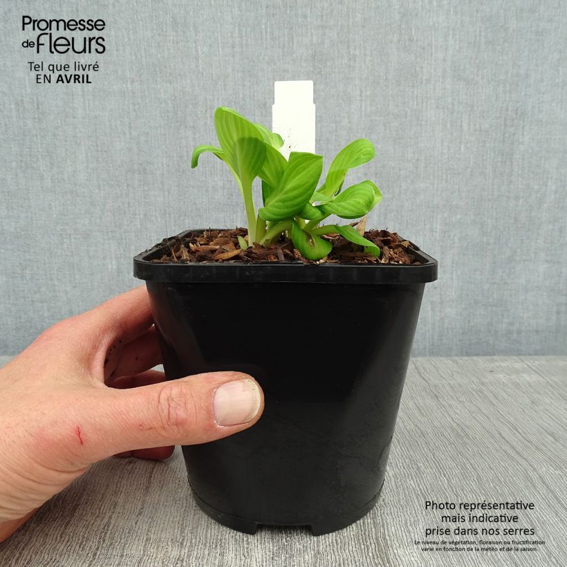 Spécimen de Hosta Sun Mouse - Pot de 1,5L/2L tel que livré au printemps