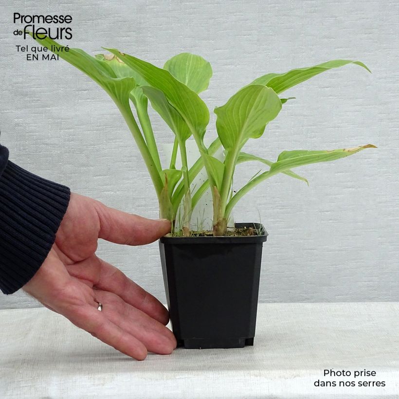 Spécimen de Hosta Tall Boy Godet de 9cm tel que livré au printemps