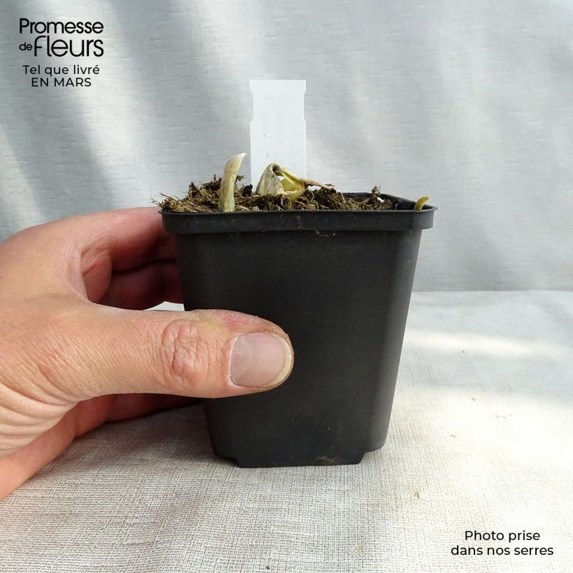Spécimen de Hosta The King Godet de 9cm tel que livré au printemps