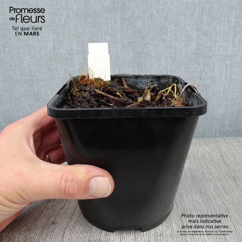 Spécimen de Hosta The Queen Pot de 1,5L/2L tel que livré en hiver