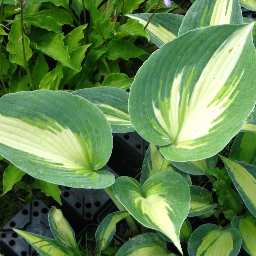 Hosta Touch Of Class (Feuillage)