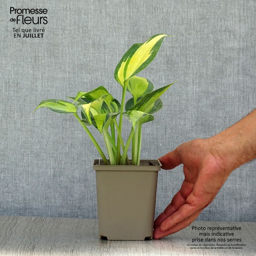Spécimen de Hosta Touch Of Class Godet de 8/9 cm tel que livré en été