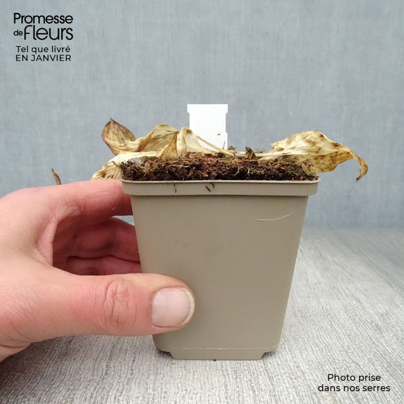 Spécimen de Hosta Touch Of Class tel que livré en hiver