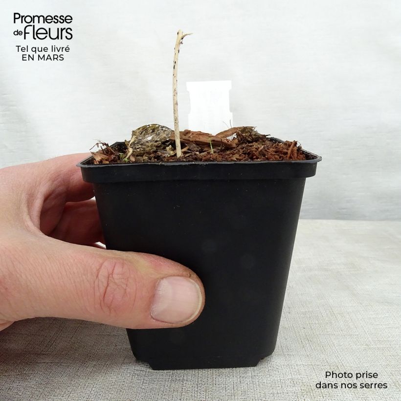 Spécimen de Hosta Touch Of Class - Godet de 8/9cm tel que livré au printemps