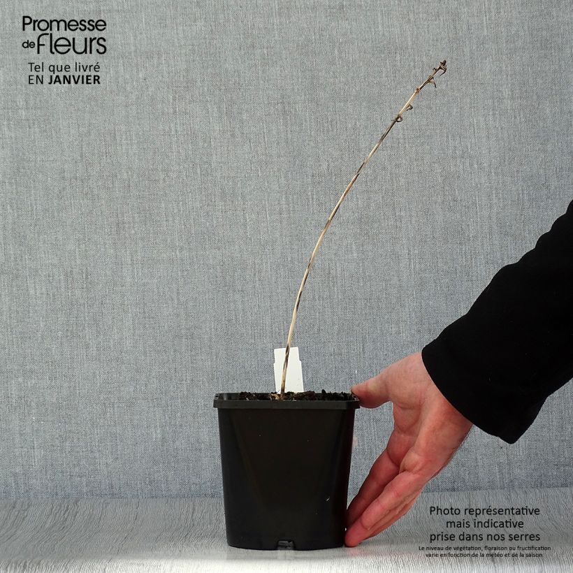 Spécimen de Hosta Touch Of Class tel que livré en hiver