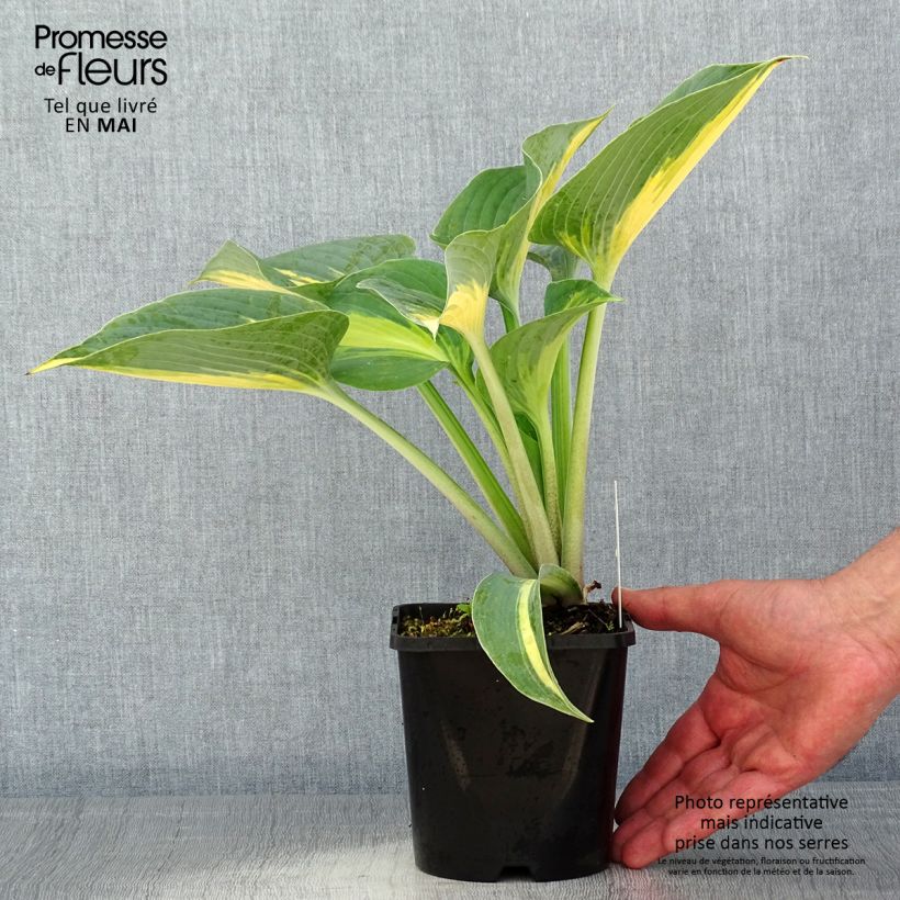 Spécimen de Hosta Touch Of Class tel que livré au printemps