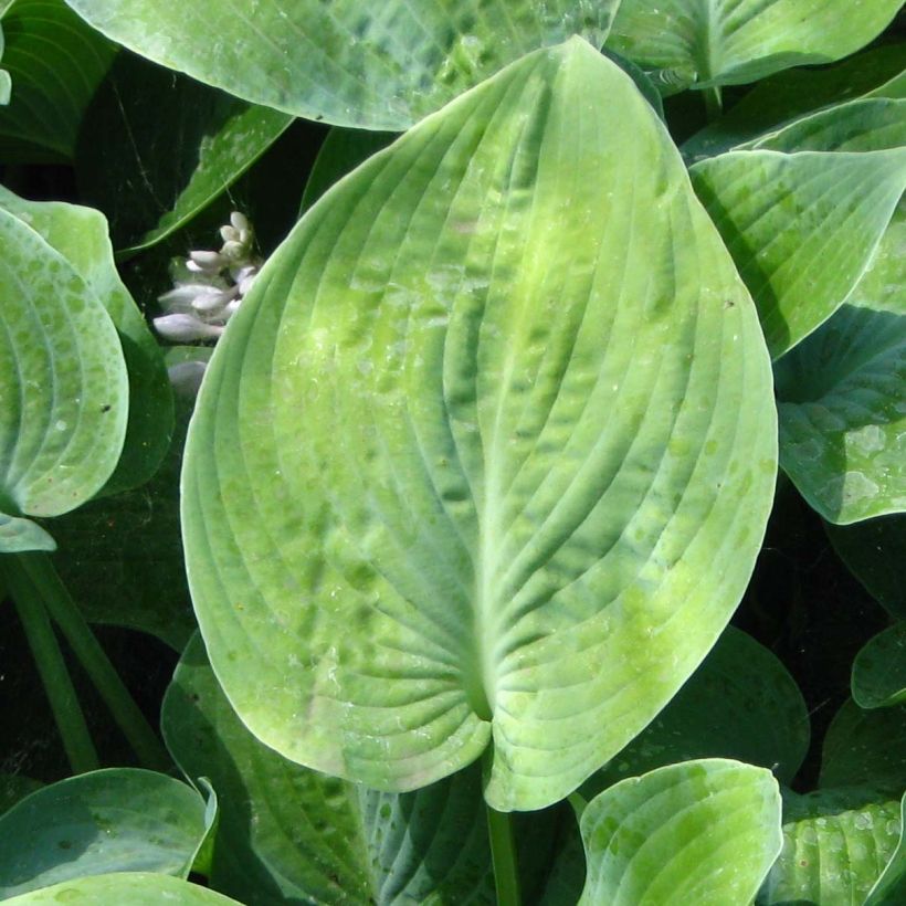 Hosta True Blue (Feuillage)