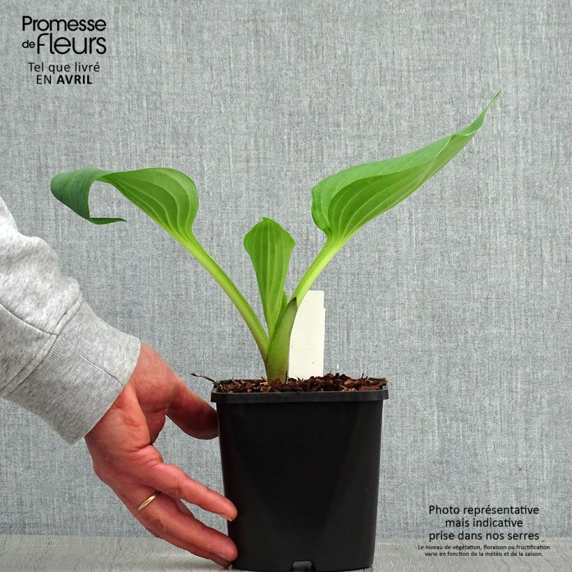 Spécimen de Hosta UFO - Pot de 1,5L/2L tel que livré au printemps
