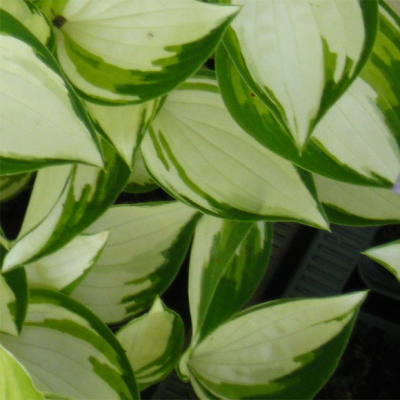 Hosta Warwick Delight (Feuillage)