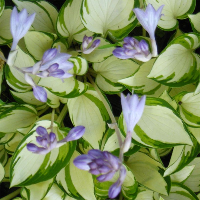 Hosta Warwick Delight (Floraison)