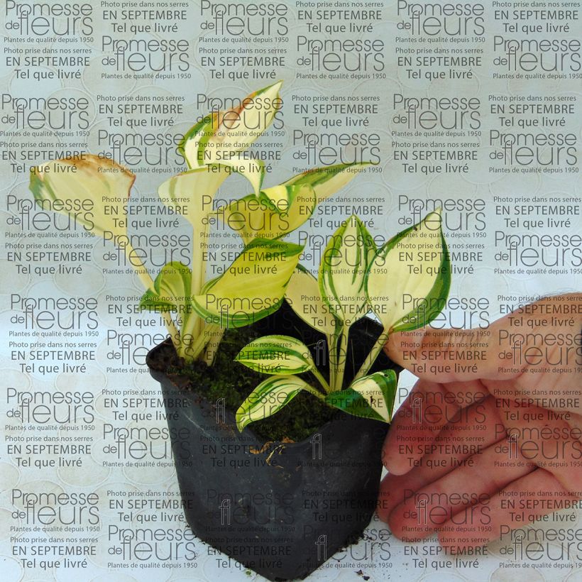 Exemple de spécimen de Hosta Warwick Delight Godet de 9cm tel que livré