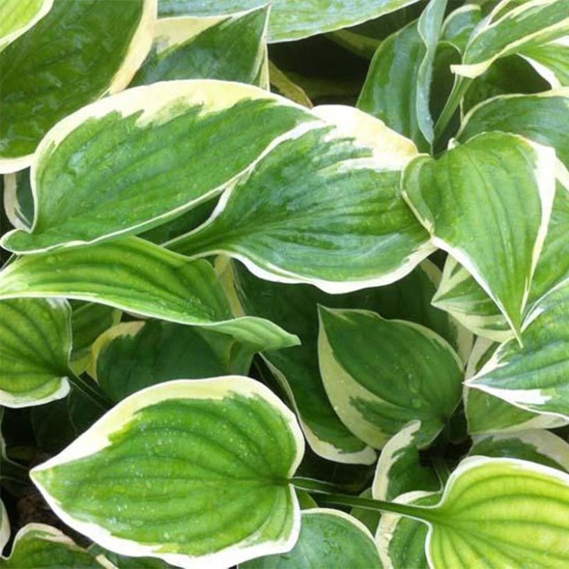 Hosta Warwick Edge (Feuillage)