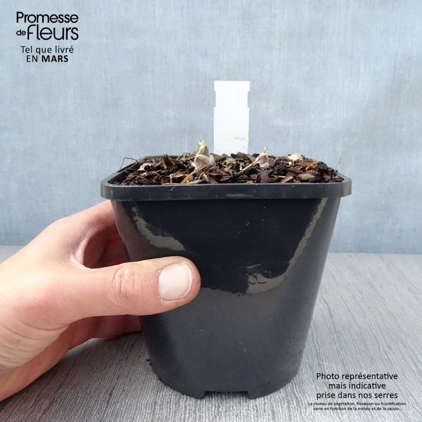 Spécimen de Hosta Wheee! Pot de 1,5L/2L tel que livré au printemps