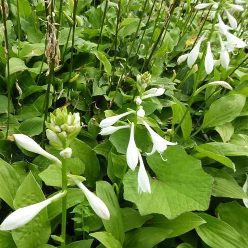 Hosta White Trumpets (Floraison)