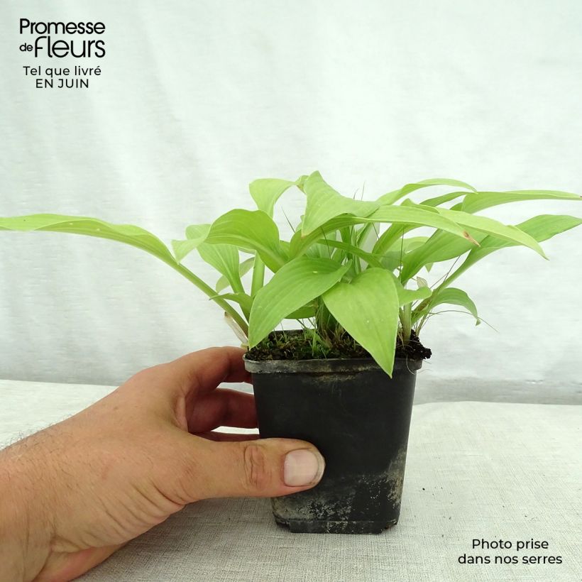 Spécimen de Hosta White Trumpets Godet de 8/9 cm tel que livré en été
