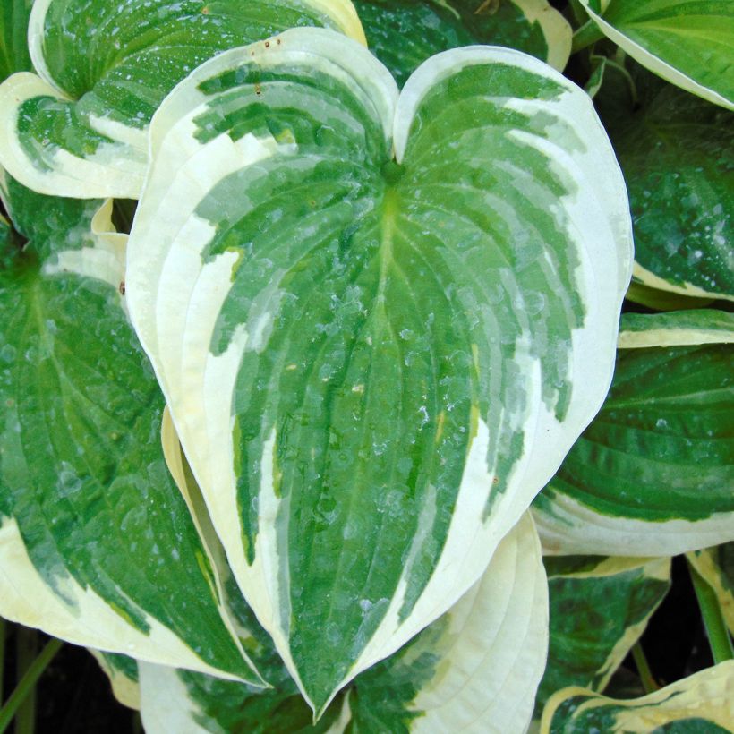 Hosta Wide Brim (Feuillage)