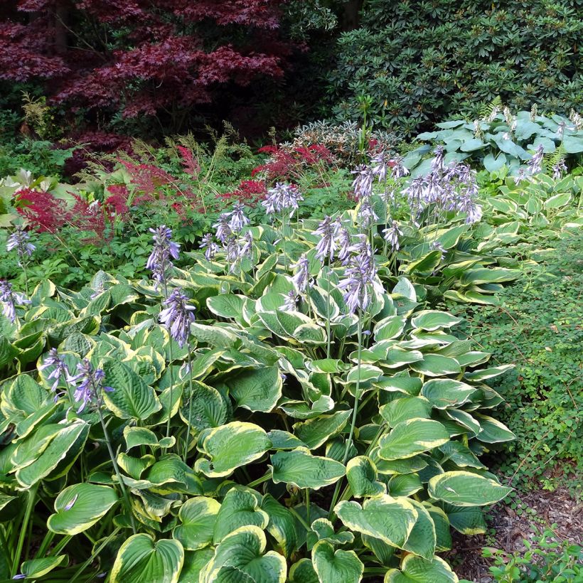 Hosta Wide Brim (Port)