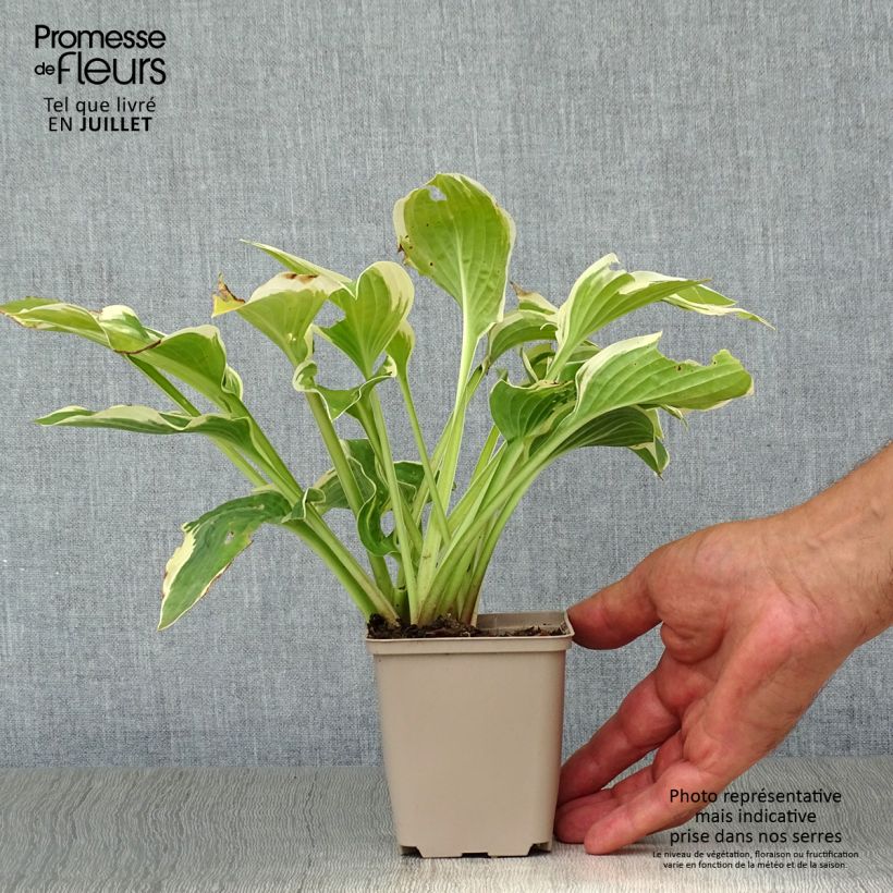Spécimen de Hosta Wide Brim Godet de 8/9 cm tel que livré en été