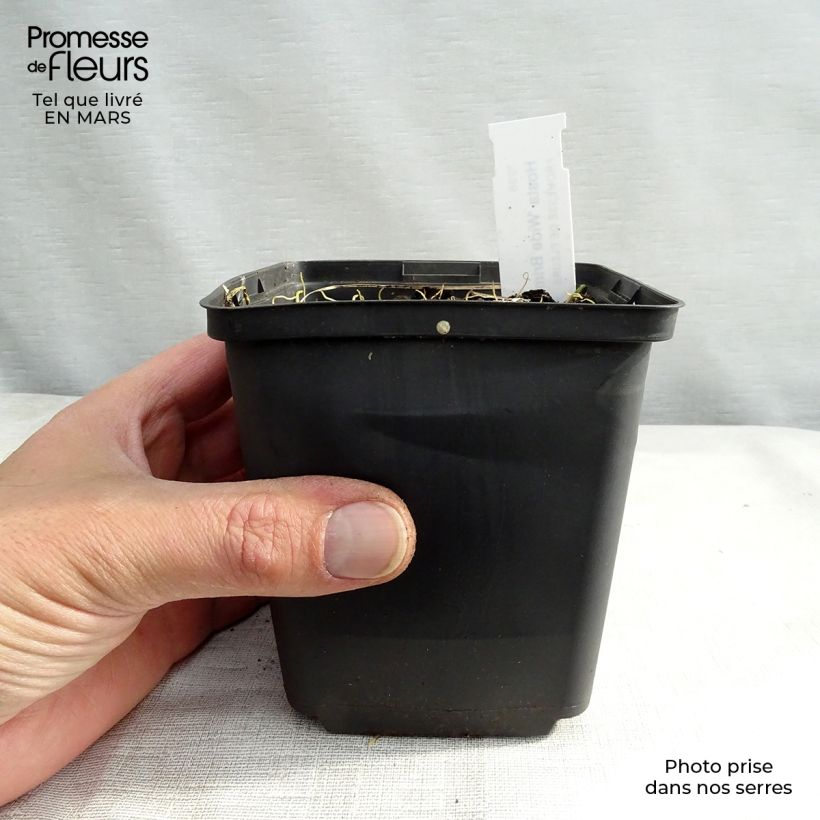 Spécimen de Hosta Wide Brim Godet de 9cm tel que livré au printemps