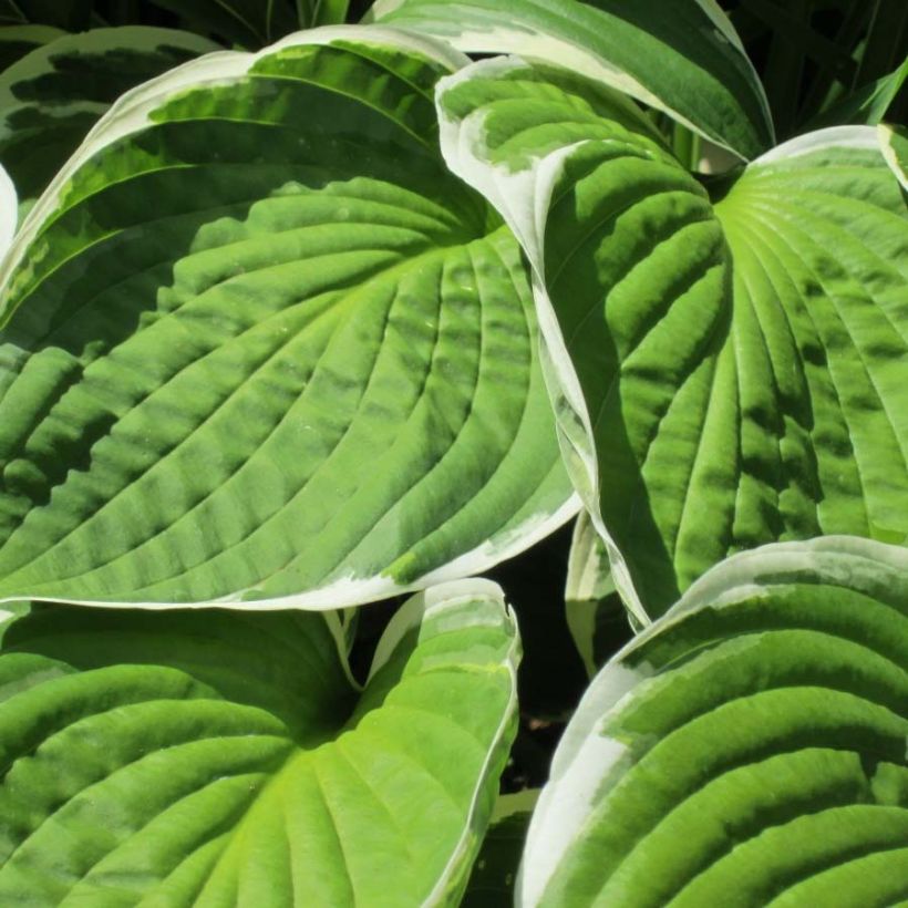 Hosta Winter Snow (Feuillage)