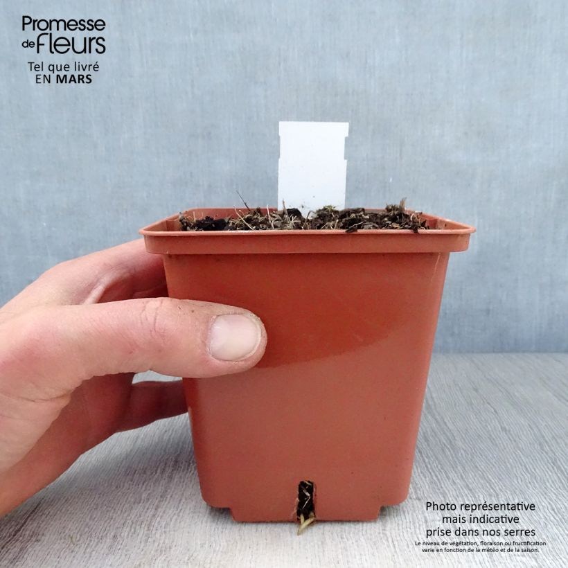 Spécimen de Hosta Winter Snow Pot de 1,3L tel que livré au printemps