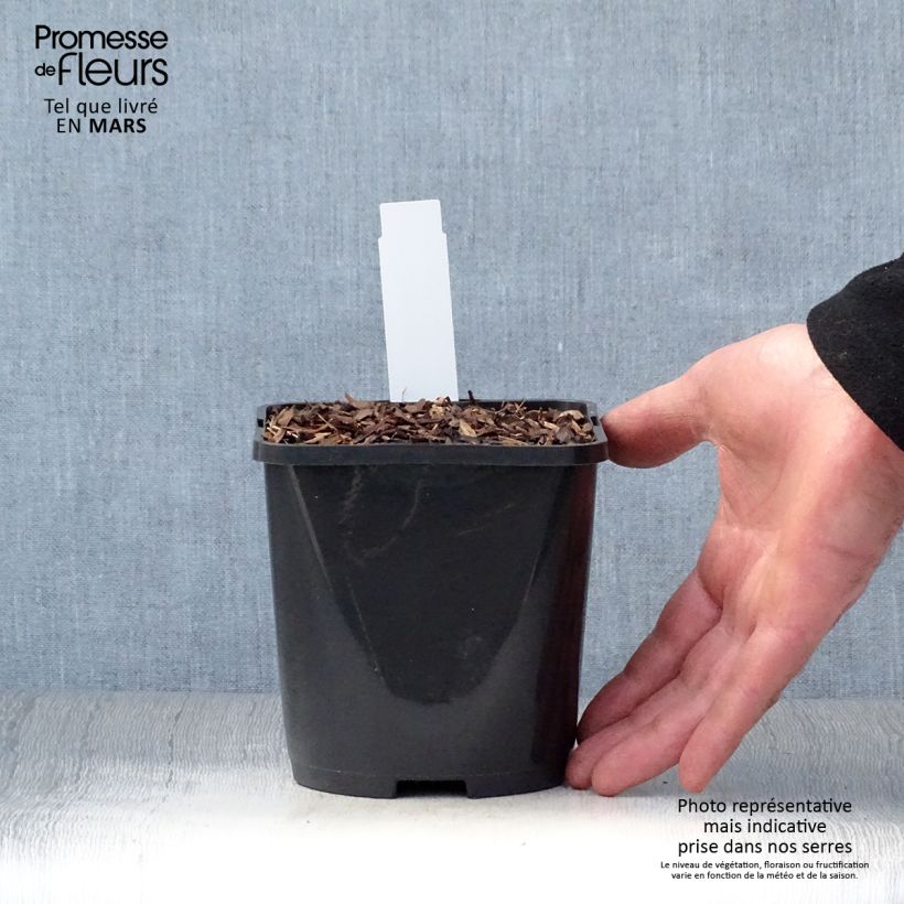 Spécimen de Hosta abiqua Drinking Gourd Pot de 1,5L/2L tel que livré au printemps