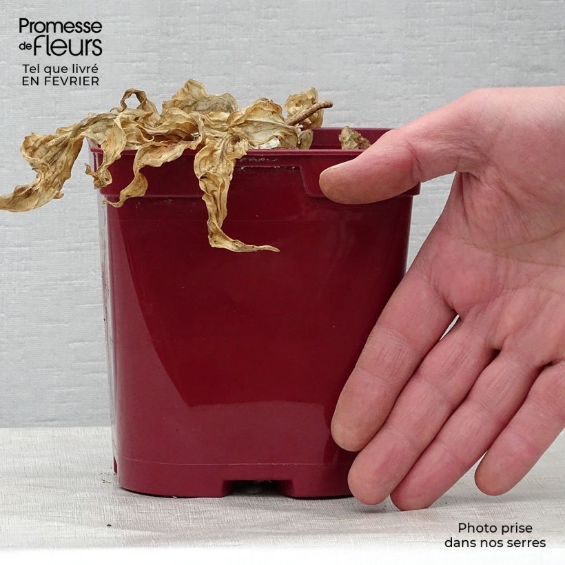 Spécimen de Hosta fire Island en pot de 2L/3L tel que livré en hiver