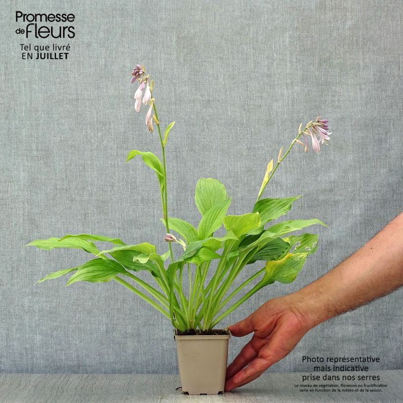Spécimen de Hosta fortunei Albopicta  Godet de 8/9 cm tel que livré en été