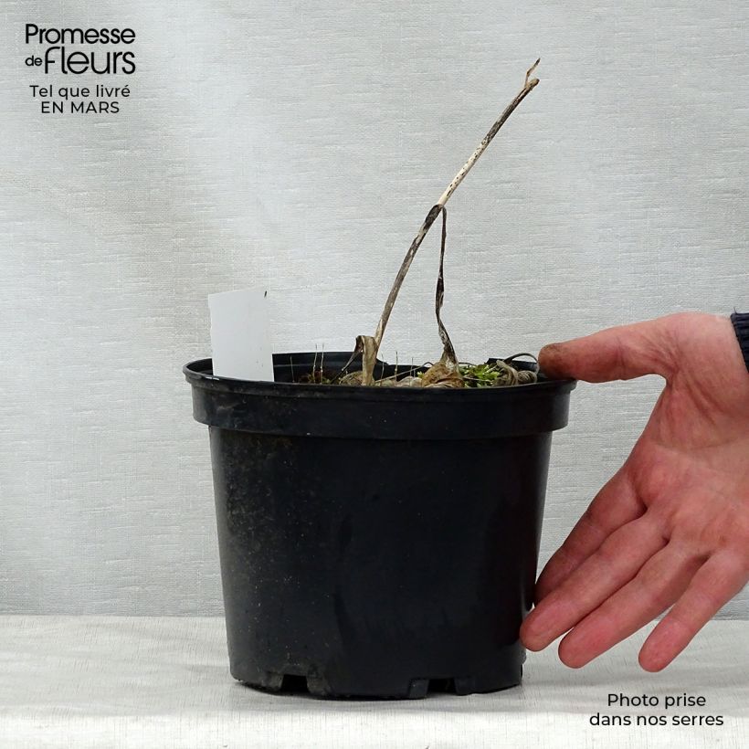 Spécimen de Hosta fortunei Albopicta en pot de 3L tel que livré au printemps