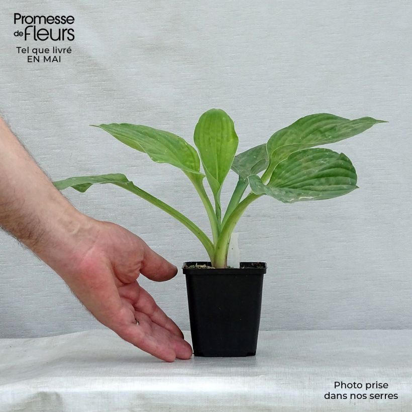 Spécimen de Hosta fortunei Albopicta en godet de 9 cm tel que livré au printemps