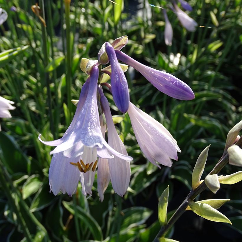 Hosta fortunei Francee (Floraison)