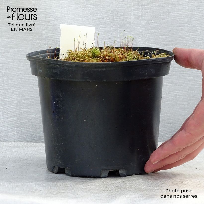 Spécimen de Hosta fortunei Gold Standard en pot de 3L tel que livré au printemps