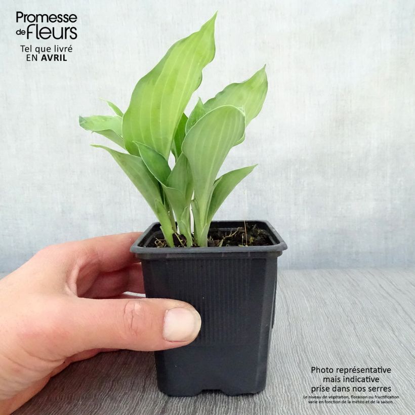 Spécimen de Hosta fortunei Gold Standard godet de 8cm tel que livré au printemps